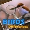 Pronađi razliku ptice